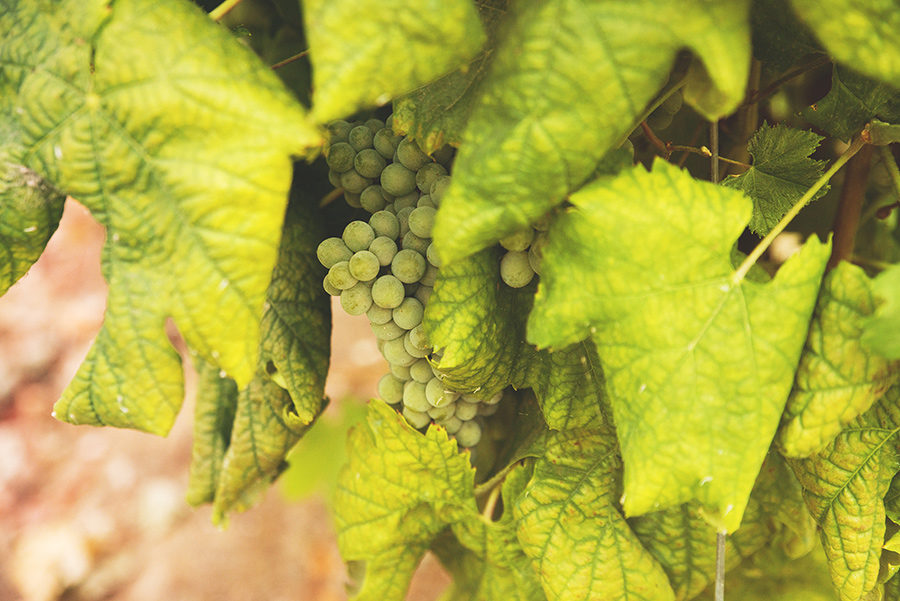 green grapes, winery.Quinta Vale De Locaia Lamego . Portugal. Katerina Alepa . Layer Photography
